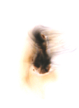 Highslide JS